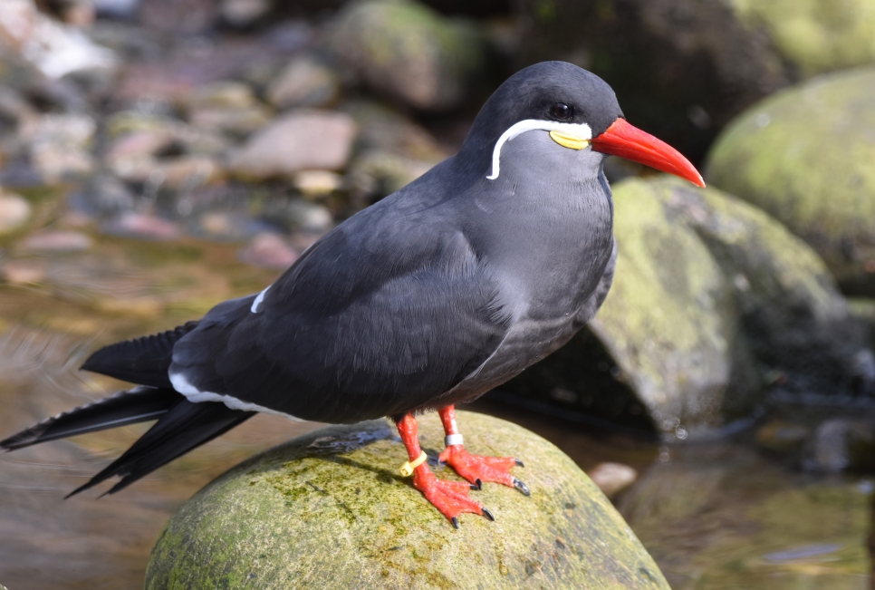 We've launched a new Inca Tern talk!